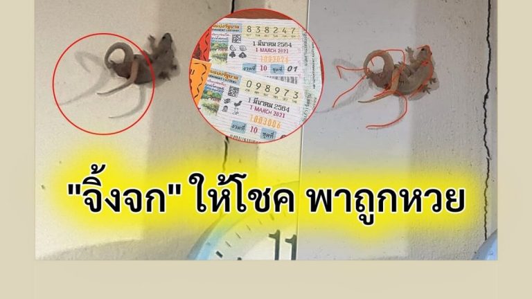 จิ้งจกให้โชค 1 มีนาคม 2564