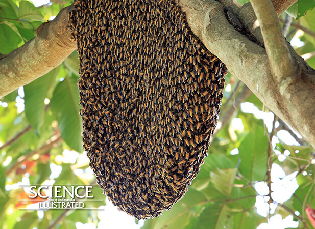 รังผึ้งบนต้นไม้